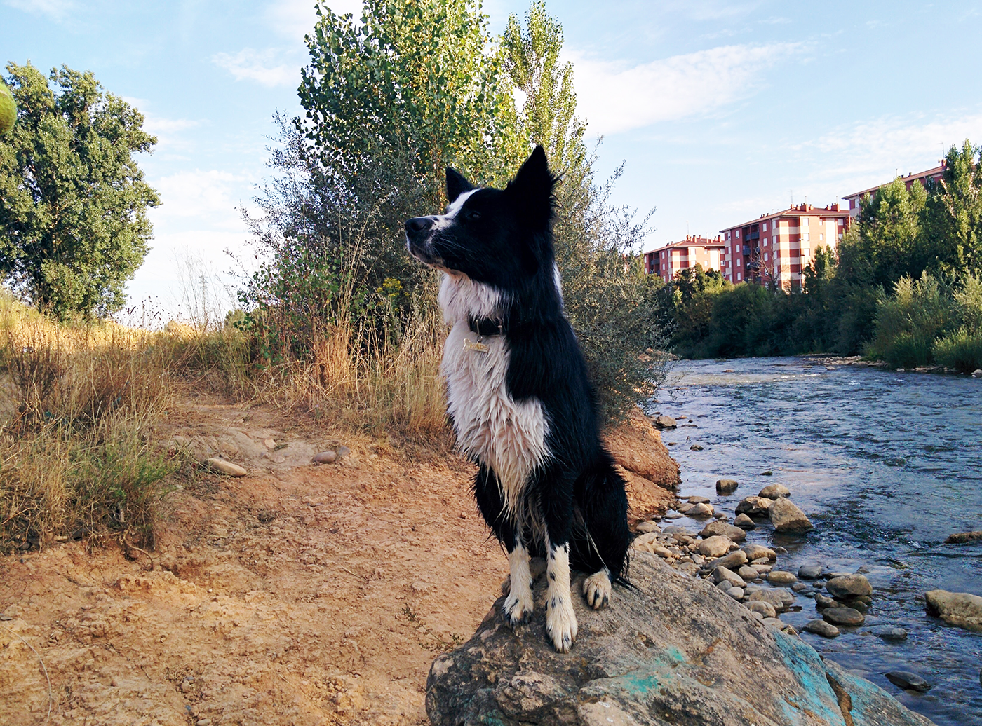 Perro fotografiado al aire libre para un proyecto de cuadro personalizado